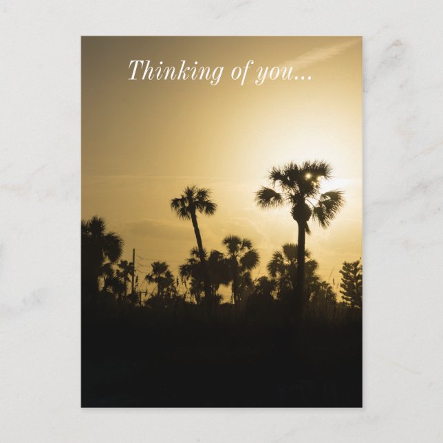 Cocoa Palm Silhouette Postcard (Front)