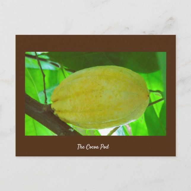 Cocoa Pod Postcard (Front)