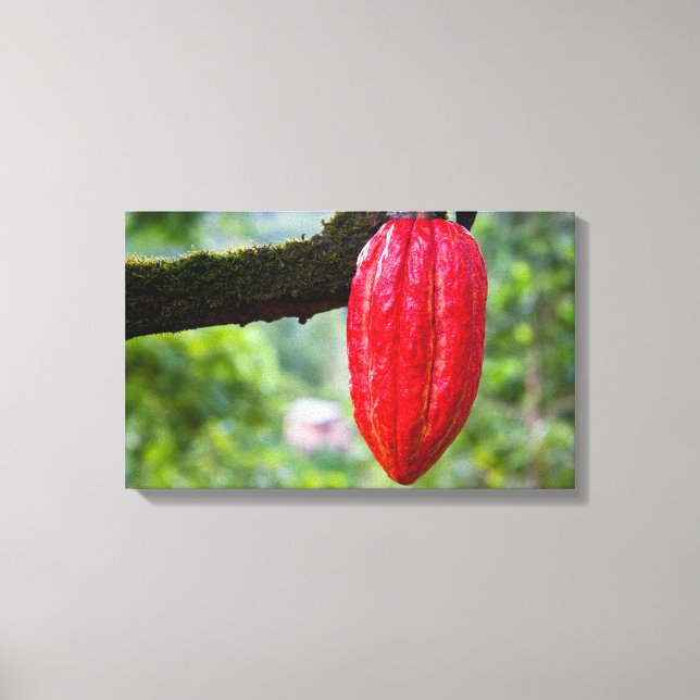 cocoa pod red canvas print (Front)
