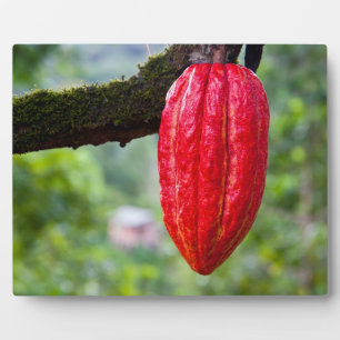 cocoa pod red plaque