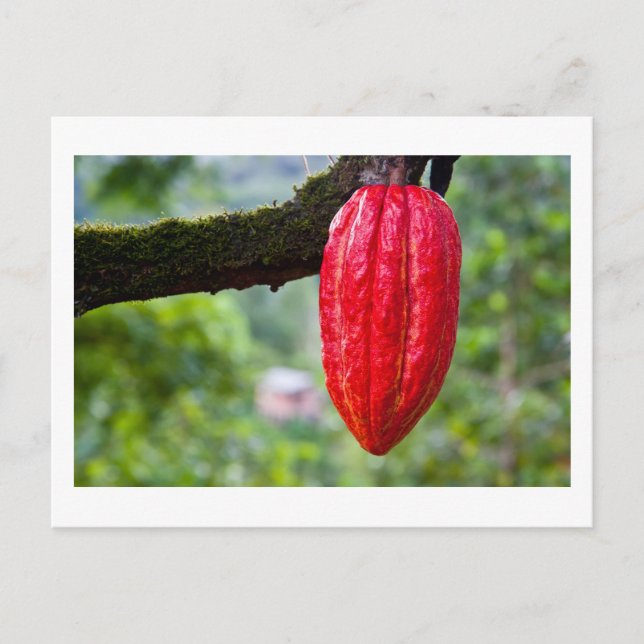 cocoa pod red postcard (Front)
