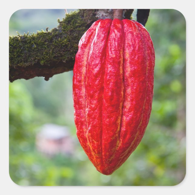 cocoa pod red square sticker (Front)