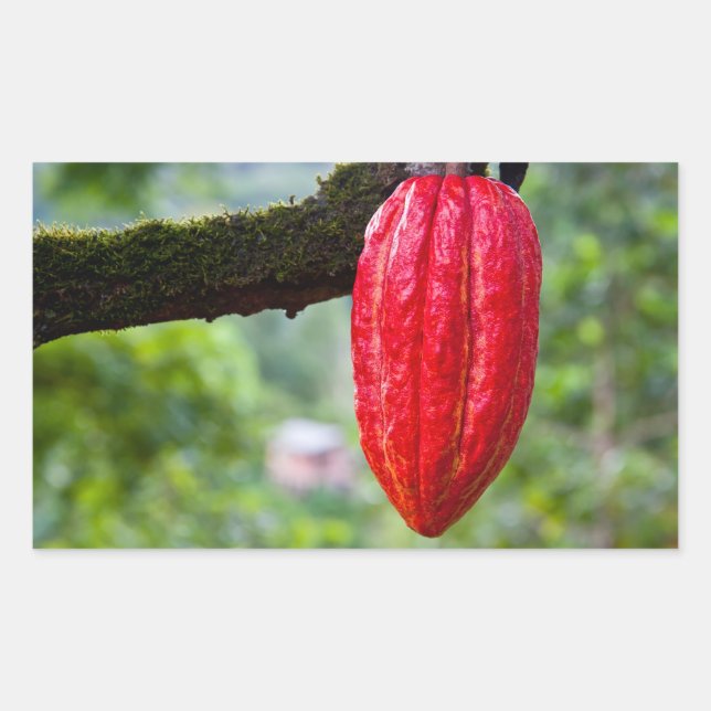 cocoa pod red sticker (Front)
