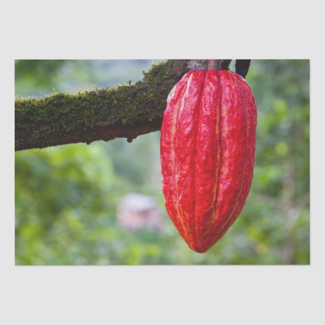 cocoa pod red tissue paper (Front)