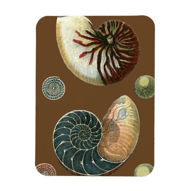 Cocoa Shell Magnet (Vertical)