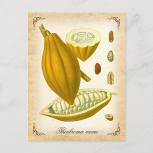 Cocoa - vintage illustration postcard