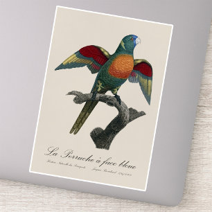 Coconut Lorikeet, Trichoglossus haematodus