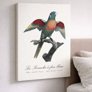 Coconut Lorikeet, Trichoglossus haematodus Canvas Print