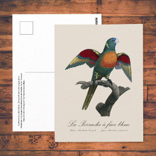 Coconut Lorikeet, Trichoglossus haematodus Postcard