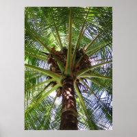 Coconut Palm