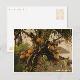 Coconut Palm Tree in Bali - Travel Postcard