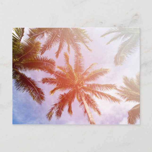 Coconut Palm Tree with Sunlight Postcard (Front)