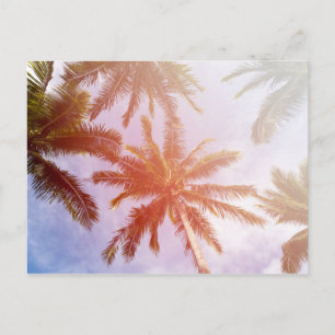 Coconut Palm Tree with Sunlight Postcard