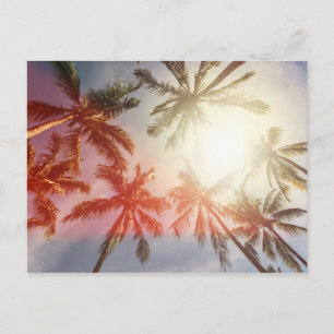Coconut Palm Trees Against the Sun Postcard