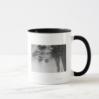 Coconut Palms - Hawaiian Islands Photograph