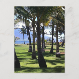 Coconut Palms Nui Hawaii Postcard