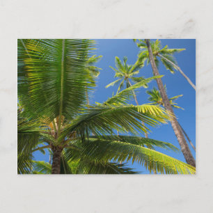 Coconut palms, Pu'uhonua o Honaunau 1 Postcard