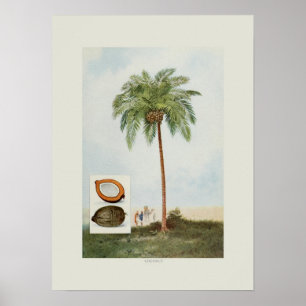 Coconut Poster