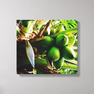 Coconuts ~ Canvas Art ~ Trinidad