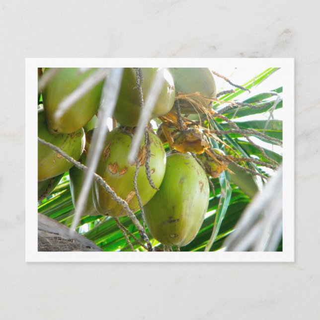 Coconuts on Palmtree Postcard (Front)