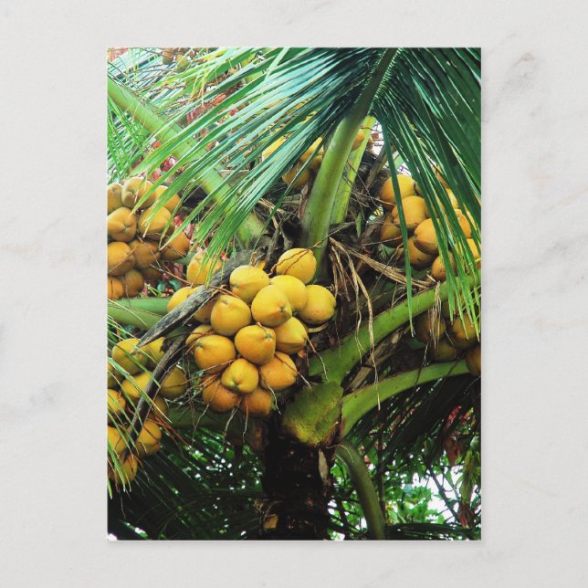coconuts on the tree postcard (Front)