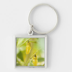 Cocoon of Paper Kite Butterfly, Okinawa Keychain