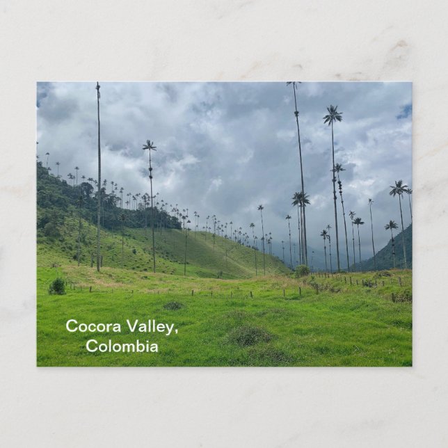 Cocora Valley, Colombia Postcard (Front)