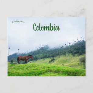 Cocora Valley in Colombia Postcard
