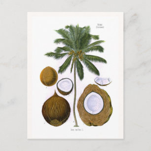 Cocos nucifera (coconut palm) postcard
