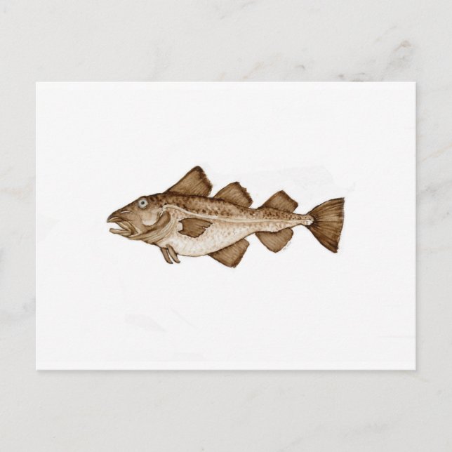 Cod 1 brown286.jpg postcard (Front)