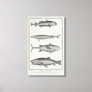 Cod, Tuna, Salmon and Sturgeon Canvas Print