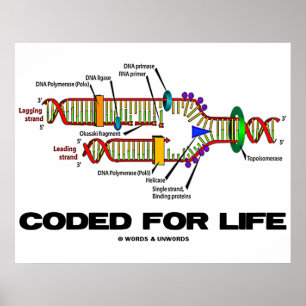 Coded For Life (DNA Replication) Poster