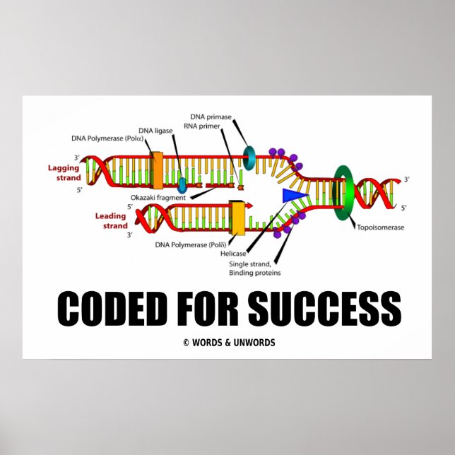 Coded For Success DNA Replication Humour Poster (Front)