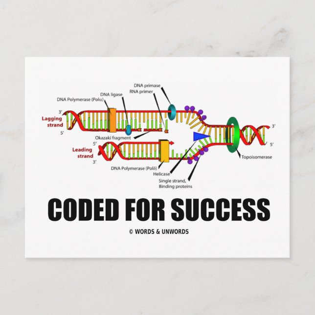 Coded For Success (DNA Replication) Postcard (Front)