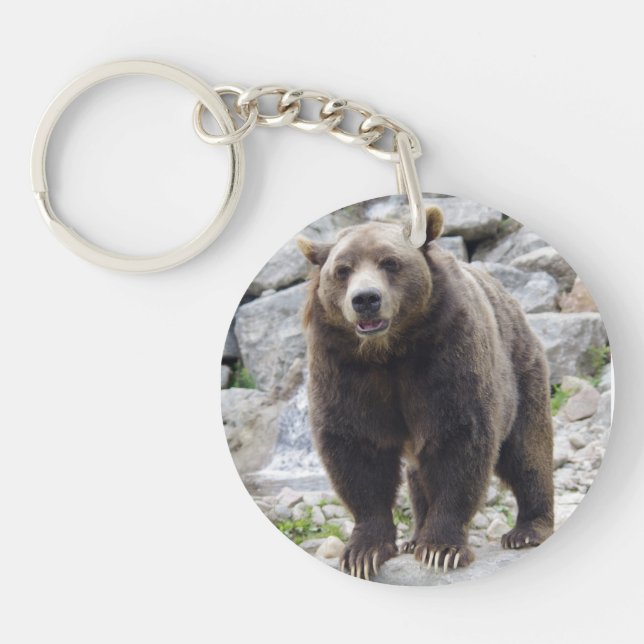 Codiak Bear Standing on a Rock (Devant)