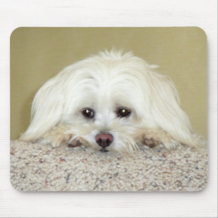 'CODY'  Sweet LittleMaltese photo at top of stairs Mouse Pad