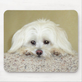 'CODY' Sweet LittleMaltese photo at top of stairs Mouse Pad