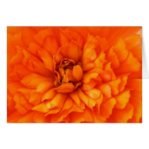 Coeur de Ranunculus