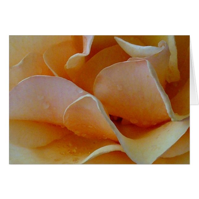 Coeur d'un Rose (Devant horizontal)