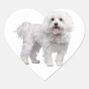 Cœur Sticker Coeur Chien Chien Chien Blanc Maltais / Ét