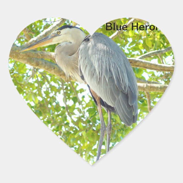 Cœur Sticker Coeur d'oiseau de grand bleu Heron (Devant)