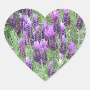 Cœur Sticker Coeur Fleurs Lavande