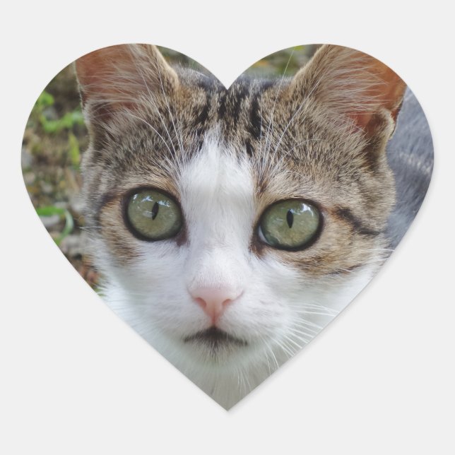 Cœur Sticker de coeur de chat blanc (Devant)
