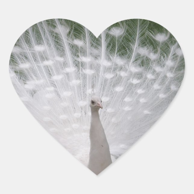 Cœur Sticker en forme de coeur de paon blanc (Devant)