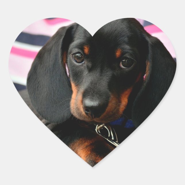 Cœur Sticker Visage Chien Chien Mignonne (Devant)