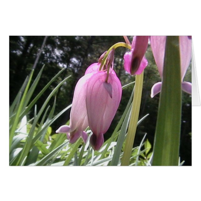 coeurs fous (Devant horizontal)