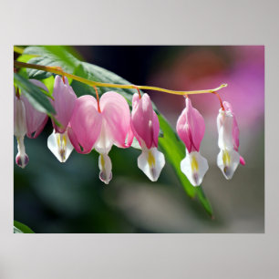 Coeurs saignants Poster des fleurs de printemps