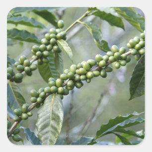 Coffea is a large genus of flowering plants in square sticker