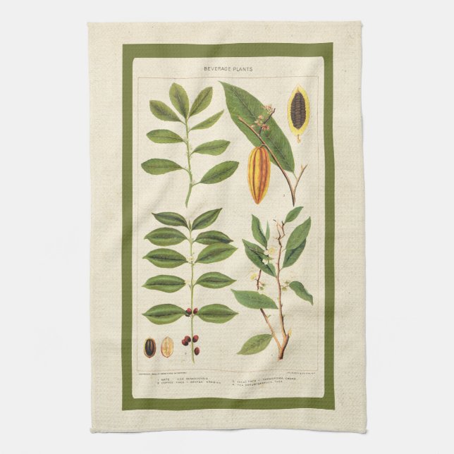 Coffee Antique Tea Botanical Beverage Plants Chart Kitchen Towel (Vertical)