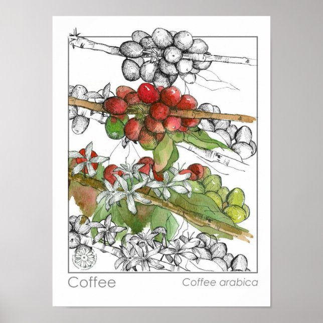 Coffee Bean Plant Branch Herb Illustration Poster (Front)
